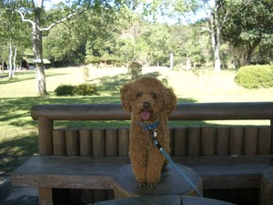 森林公園にて