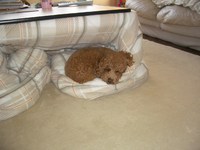 犬もこたつで丸くなる～ 2010/11/03 16:08:50