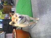 友達わんこ 2010/03/31 18:11:50