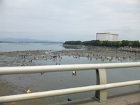 潮干狩り 2011/05/01 11:09:45