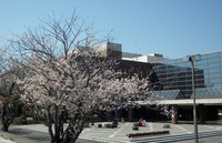 雄踏町内の桜スポット 2012/04/08 22:32:56