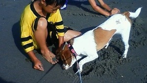 たのしい夏休み