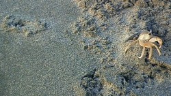 犬　VS　カニ