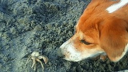 犬　VS　カニ