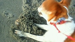 犬　VS　カニ