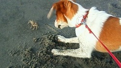 犬　VS　カニ