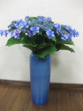 紫陽花の時季です。