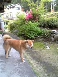 おやまのあ−さは は−やいぞ− 2006/05/05 05:58:00