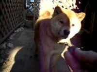 ジャンプ！　　柴犬マロンの動画だよ 2006/01/28 16:02:00