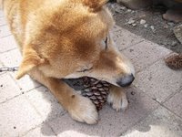 ぼっくり　楽しいな！