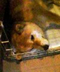 ケーキ待ち。 2006/05/07 18:46:00