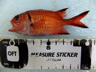 謎の魚：これってなんと言う魚でしょうか？