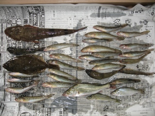ハゼが釣れた！！