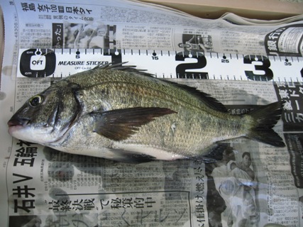 黒鯛ゲット舞阪堤