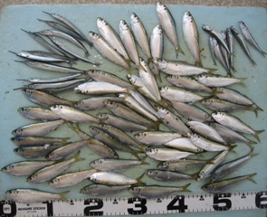 サッパ：一気に釣れました！！