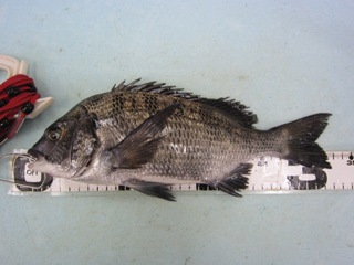 黒鯛：何とか１枚釣れました！！