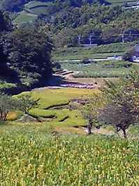 中遠農林事務所視察 2011/09/16 14:40:25