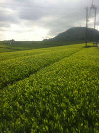 産地