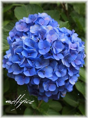 あじさいの花がきれい♪