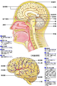 脳神経と体の変化