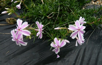 １０月２２日　芝桜がまた咲きました