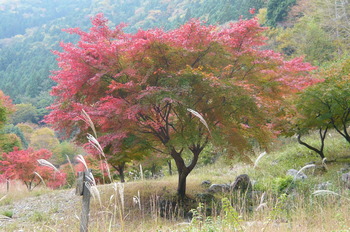 11月12日　寸又峡＆御命講