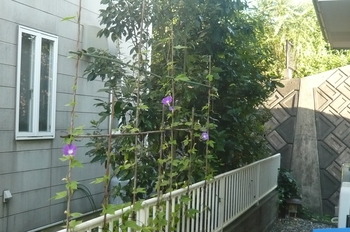 9月11日　朝顔