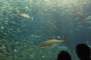 3月25日　名古屋港水族館