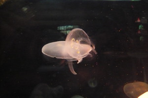 3月25日　名古屋港水族館