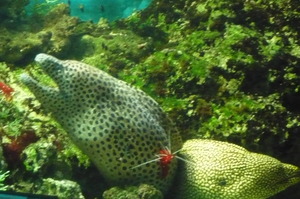 3月25日　名古屋港水族館