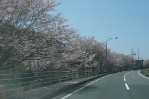 4月10,15日　桜と芝桜