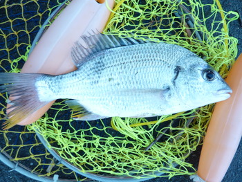 ７月3１日　エビで鯛が釣れました！