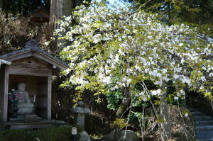 4月28日　比叡山延暦寺日帰りツアー