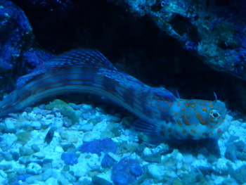 10月28日　横浜　よしもとオモシロ水族館