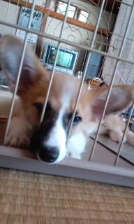 うちの子 2009/09/14 20:56:21