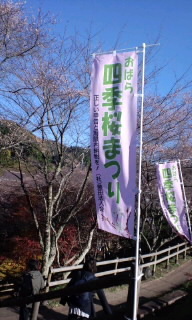 四季桜 2009/11/26 10:47:40