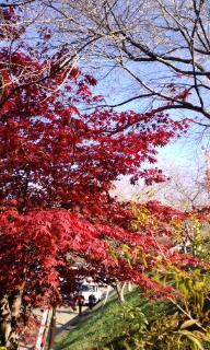 四季桜