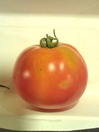 tomato 2010/07/29 20:14:37
