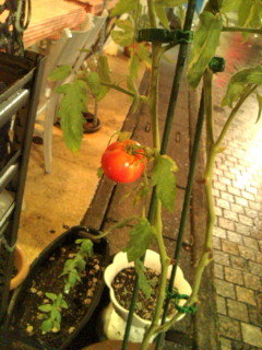 tomato