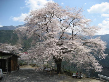 大きな桜の木の下で