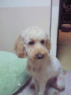 マロンちゃん帰省中