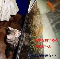 我が家の子猫ちゃん 2012/08/27 09:27:47