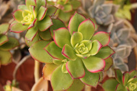 実家の植物達 2011/05/05 21:39:09
