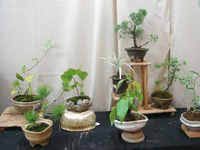 陶芸と盆栽 2010/07/31 00:27:27