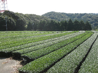 ためしてガッテン　掛川茶　すごい