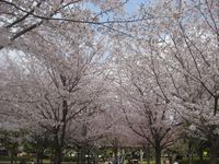 公園でお花見 2011/04/10 17:16:27