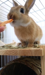 ペットホテル☆うさぎのうーちゃん