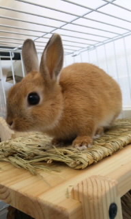 ペットホテル☆うさぎのうーちゃん