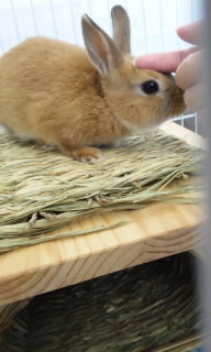 ペットホテル☆うさぎのうーちゃん