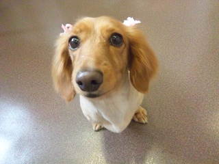 トリミング☆リッツちゃん